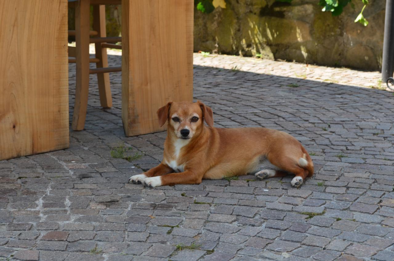 Ca' Borghino Villa อัลบา ภายนอก รูปภาพ